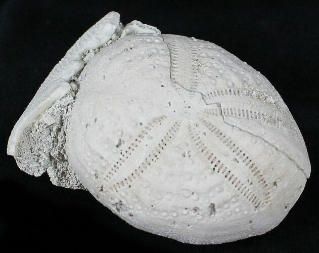 Fossil Sea Urchin (Eupatagus) - Florida #28772